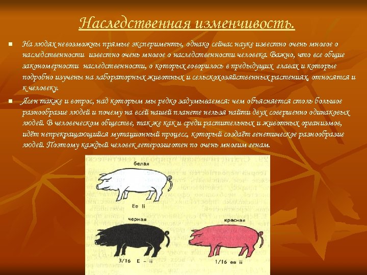 Наследственная изменчивость. n n На людях невозможны прямые эксперименты, однако сейчас науке известно очень