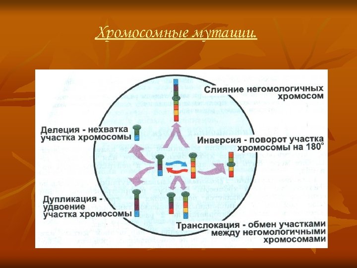 Хромосомные мутации. 
