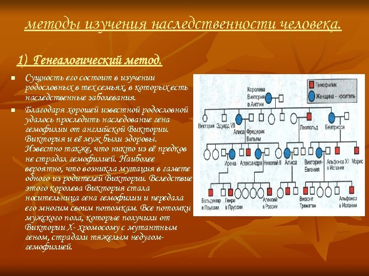 Презентация генеалогический метод исследования