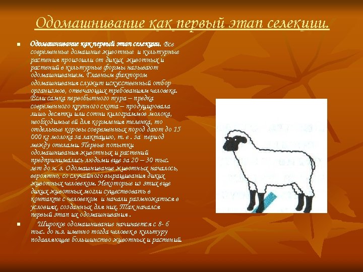 Одомашнивание как первый этап селекции. n n Одомашнивание как первый этап селекции. Все современные
