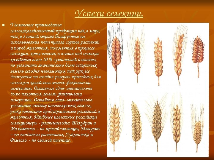 Успехи селекции. n Увеличение производства сельскохозяйственной продукции как в мире, так и в нашей