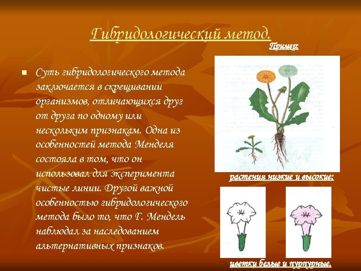 Гибридологический метод. Пример: n Суть гибридологического метода заключается в скрещивании организмов, отличающихся друг от