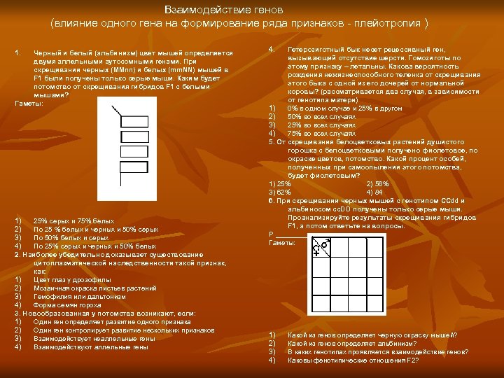 Взаимодействие генов (влияние одного гена на формирование ряда признаков - плейотропия ) 1. Черный