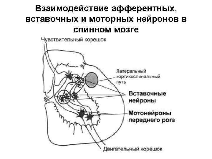 Расскажите о спинном мозге используя следующий план форма длина масса расположение