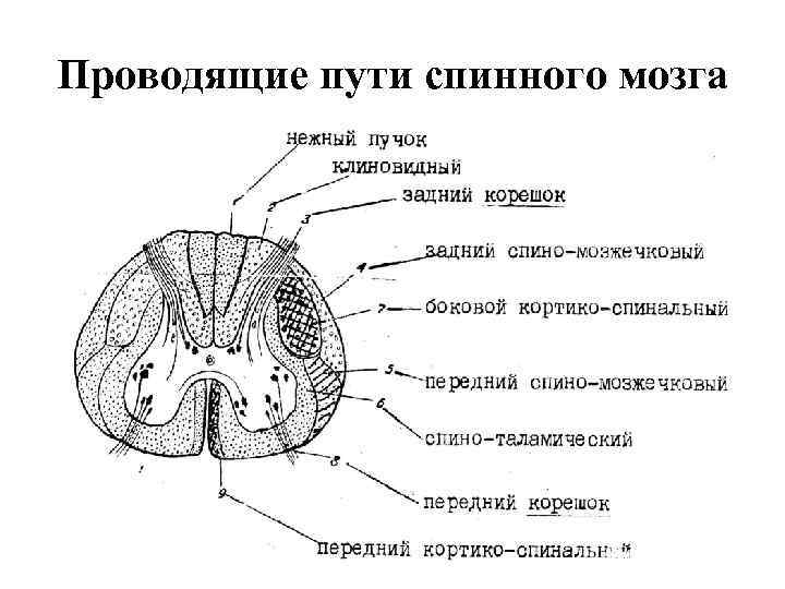 Проводящие пути спинного мозга 