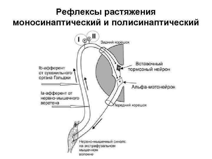 Рефлексы растяжения моносинаптический и полисинаптический 