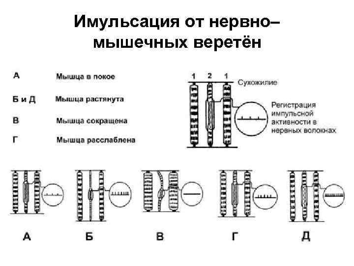 Имульсация от нервно– мышечных веретён 