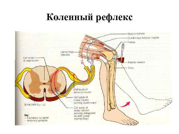 Коленный рефлекс 