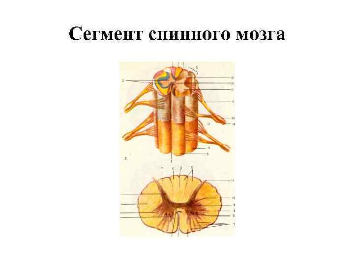 Сегмент спинного мозга. Изучите строение сегмента спинного мозга. Сегмент спинного мозга анатомия. Строение сегмента спинного мозга анатомия человека. Структура сегмента спинного мозга рисунок.