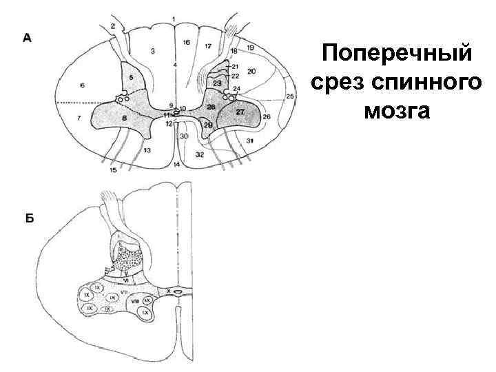 Поперечный срез спинного мозга 