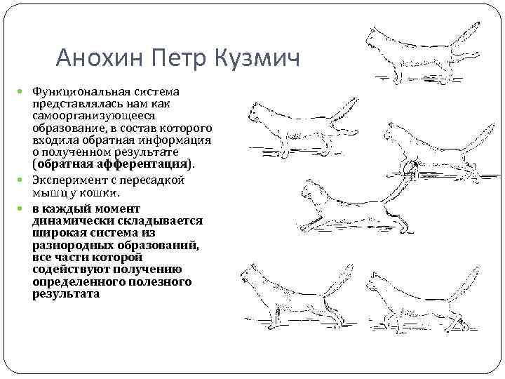 Анохин Петр Кузмич Функциональная система представлялась нам как самоорганизующееся образование, в состав которого входила