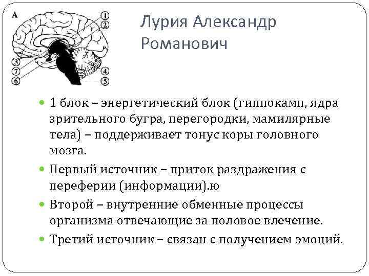 Лурия мозг. Энергетический блок мозга Лурия. Психика Лурия. Романовичем Лурия. Первый блок мозга – энергетический блок. Лурия блоки мозга таблица.