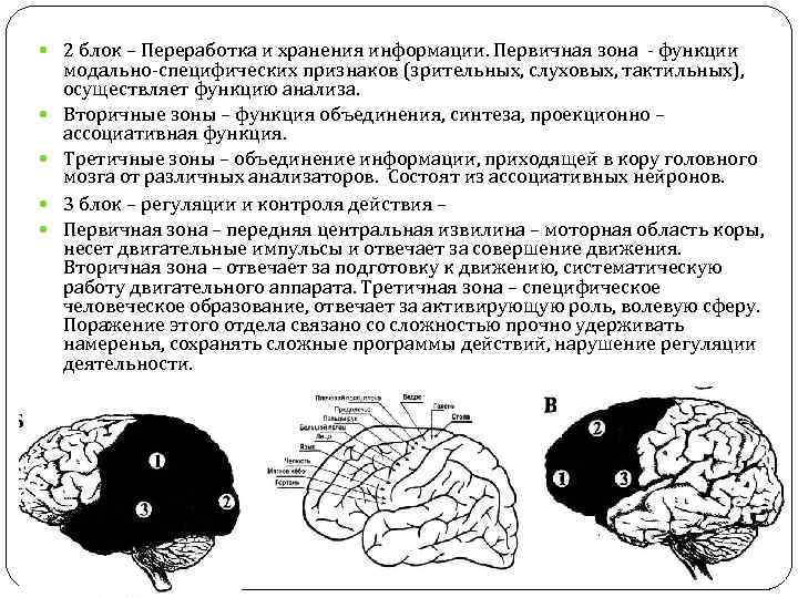 Первичные поля мозга. Первичные вторичные и третичные поля головного мозга. Первичные вторичные и третичные корковые поля. Функции третичных полей коры головного мозга.