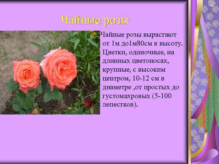 Чайные розы вырастают от 1 м до 1 м 80 см в высоту. Цветки,