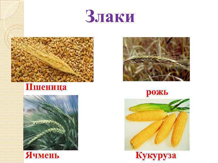 Злаки Пшеница Ячмень рожь Кукуруза 