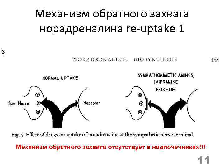 Механизм обратного захвата норадреналина re-uptake 1 кокаин Механизм обратного захвата отсутствует в надпочечниках!!! 11