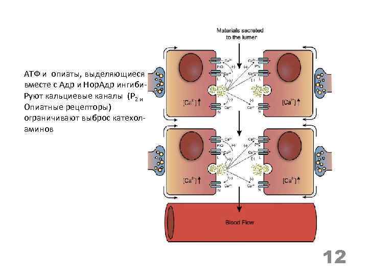 AТФ и опиаты, выделяющиеся вместе с Адр и Нор. Адр ингиби. Руют кальциевые каналы