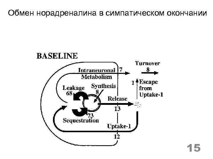 Обмен норадреналина в симпатическом окончании 15 