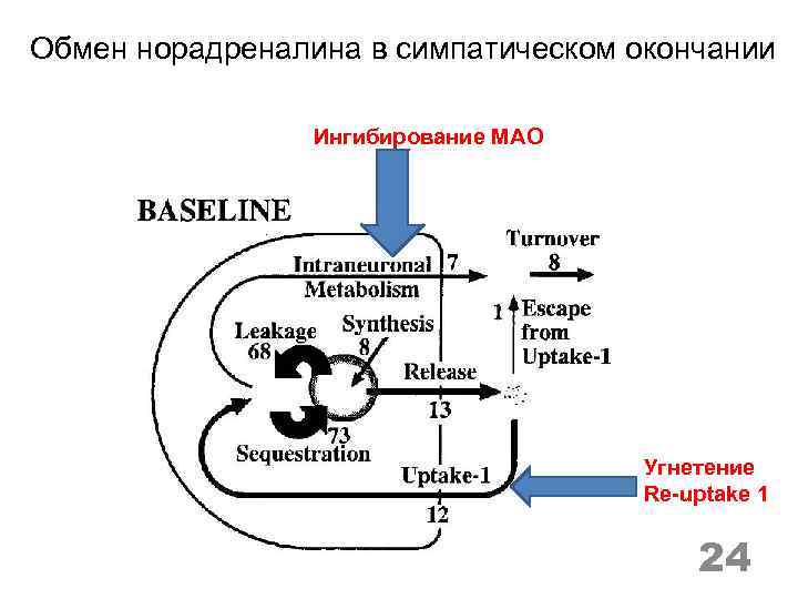 Обмен норадреналина в симпатическом окончании Ингибирование МАО Угнетение Re-uptake 1 24 