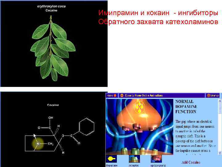 Имипрамин и кокаин - ингибиторы Обратного захвата катехоламинов 26 