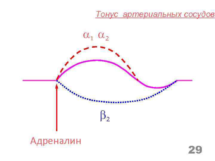 Тонус артериальных сосудов 1 2 2 Адреналин 29 