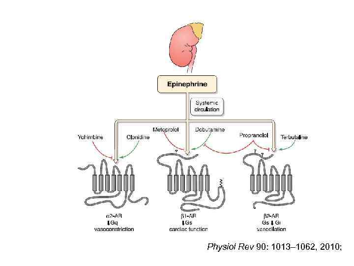 Physiol Rev 90: 1013– 1062, 2010; 