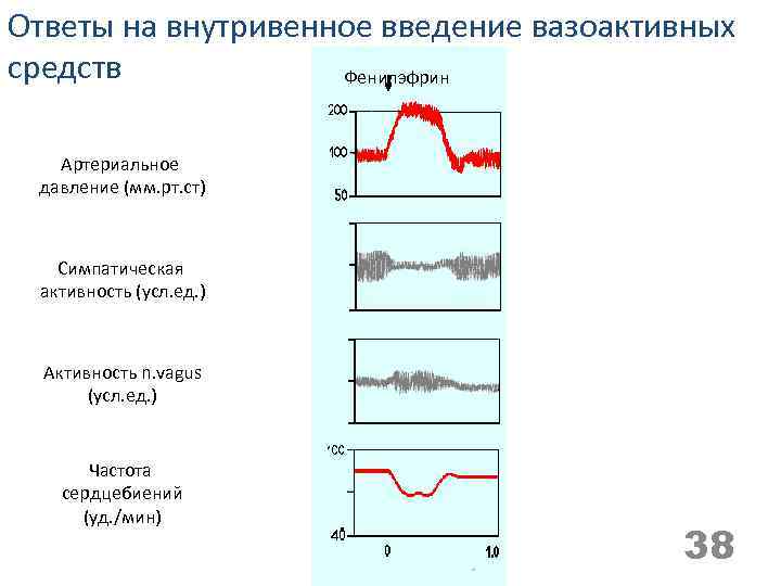 Ответы на внутривенное введение вазоактивных средств Фенилэфрин Гистамин Артериальное давление (мм. рт. ст) Симпатическая