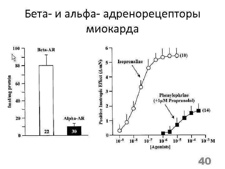 Бета- и альфа- адренорецепторы миокарда 40 
