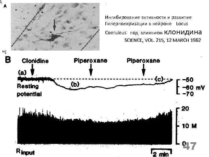 Ингибирование активности и развитие Гиперполяризации в нейроне Locus Coeruleus под влиянием клонидина SCIENCE, VOL.