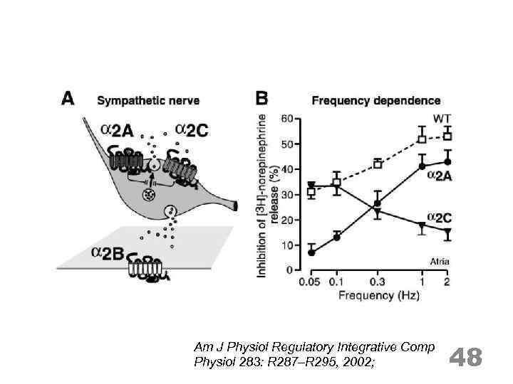 Am J Physiol Regulatory Integrative Comp Physiol 283: R 287–R 295, 2002; 48 