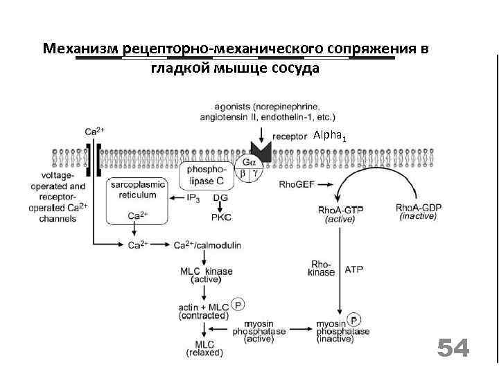 Механизм рецепторно-механического сопряжения в гладкой мышце сосуда Alpha 1 54 