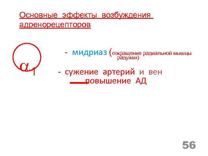 Основные эффекты возбуждения адренорецепторов - мидриаз (сокращение радиальной мышцы радужки) 1 - сужение артерий