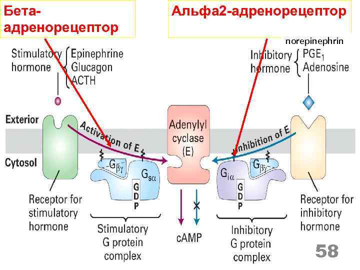 Бетаадренорецептор Альфа 2 -адренорецептор norepinephrin 58 