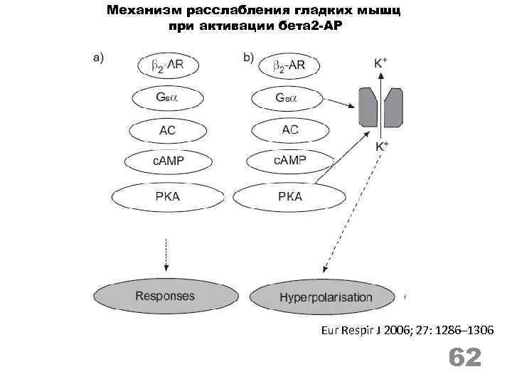 Механизм расслабления гладких мышц при активации бета 2 -АР Eur Respir J 2006; 27: