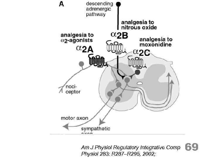 Am J Physiol Regulatory Integrative Comp Physiol 283: R 287–R 295, 2002; 69 