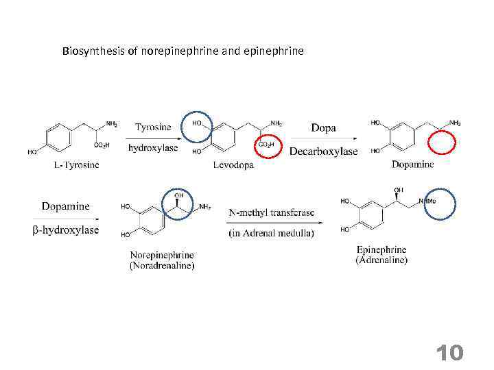 Biosynthesis of norepinephrine and epinephrine 10 