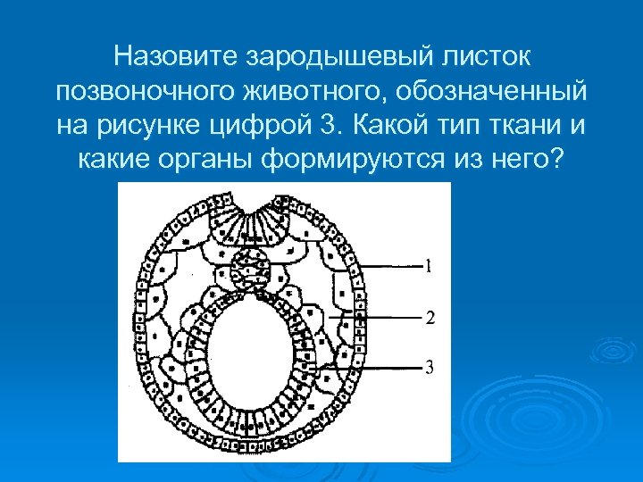 На рисунке цифрой 3 обозначен. Зародышевый листок позвоночного животного. Строение зародышевого листка позвоночного животного. Строение зародышевых листков эмбриона. Заррдыщнвый листой пощвоночного живлтного.