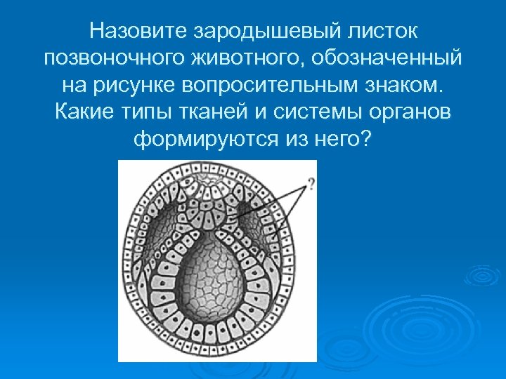 Зародышевые ткани. Зародышевый листок позвоночного животного. Строение зародышевого листка позвоночного животного. Назовите зародышевый листок позвоночного животного. Зародышевый листок зародыша позвоночного животного.