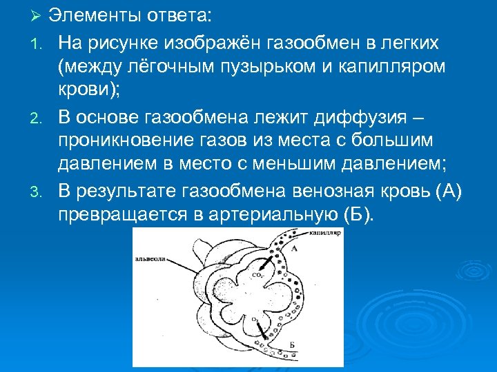 Какой процесс изображен на рисунке превращение венозной крови в артериальную