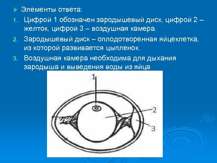 Воздушная камера. Зародышевый диск функции. Строение и функции зародышевого диска. Зародышевый диск в яйце функции. Оплодотворённый зародышевый диск.