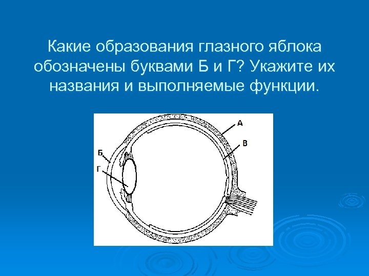 Какие образуются. Образование глазного яблока обозначены буквами. Какие образования глазного яблока обозначены буквами б г. Функции глазного яблока. Образование на глазном яблоке.