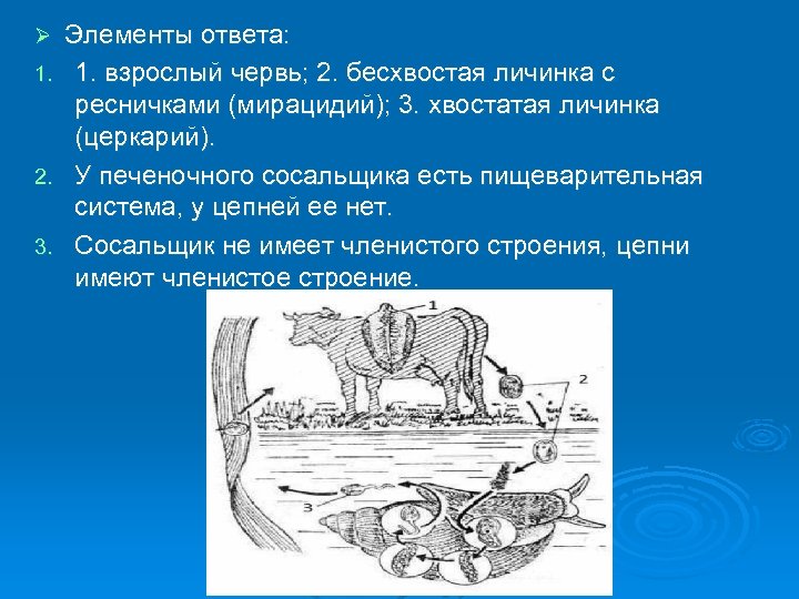 Рисунок биологического объекта