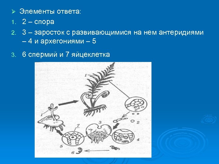 Элементам ответить. Из споры развивается заросток. Из спор развивается заросток. Из споры папоротника развивается заросток. Заросток из споры.