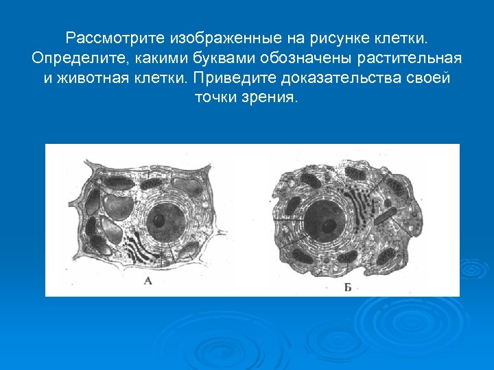 Какая клетка изображена. Рассмотрите изображенные на рисунке клетки. Определить клетки. Определите какими буквами обозначены растительная и животная клетка. Определите какие клетки обозначены на рисунке.