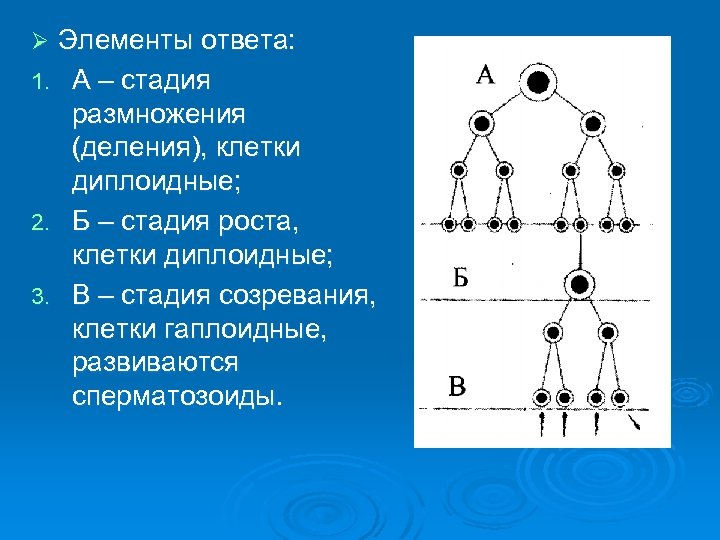 Схема трехкратного деления клеток