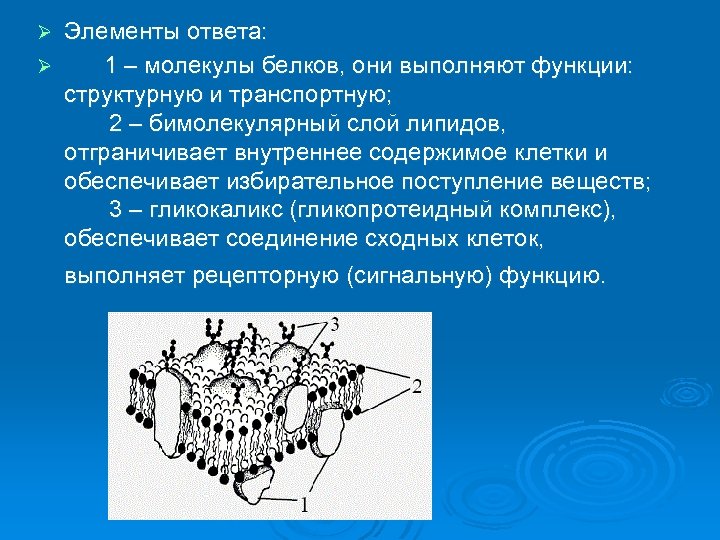 Элементы ответа: Ø 1 – молекулы белков, они выполняют функции: структурную и транспортную; 2