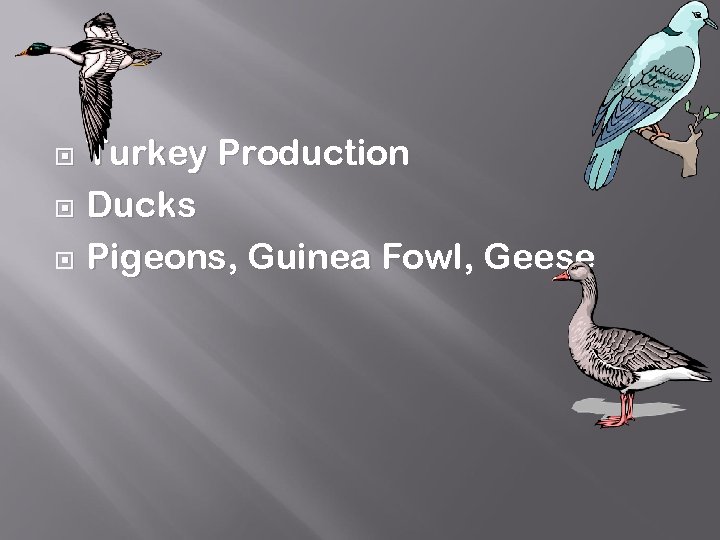 Turkey Production Ducks Pigeons, Guinea Fowl, Geese 