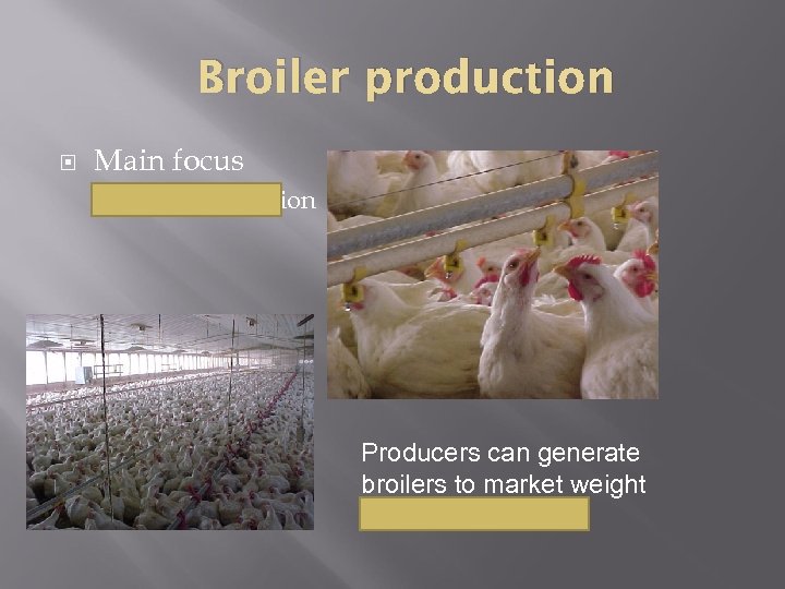 Broiler production Main focus Meat production Producers can generate broilers to market weight in
