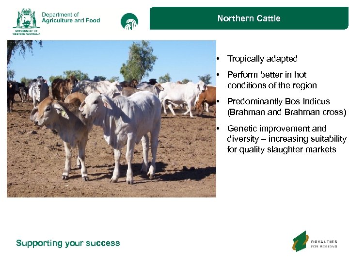 Northern Cattle • Tropically adapted • Perform better in hot conditions of the region