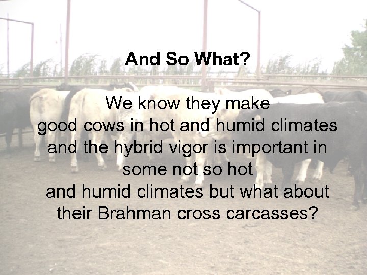 And So What? We know they make good cows in hot and humid climates